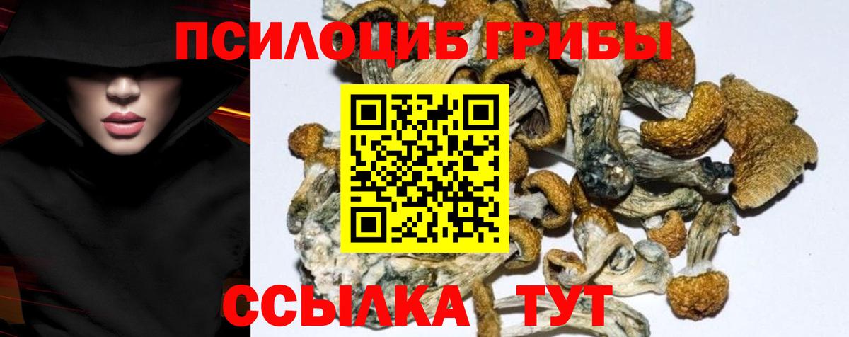 Галлюциногенные грибы Psilocybe Новоалександровск
